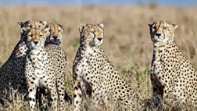 Photo of दक्षिण अफ्रीका से इसी महीने आएंगे 12 चीते, कूनो अभयारण्य में बढ़ेगा कुनबा