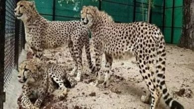 Photo of दक्षिण अफ्रीका से 18 फरवरी को कूनो में आएंगे और 12 चीते