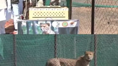 Photo of बढ़ा चीतों का कुनबा, सीएम शिवराज ने 12 चीतों को कूनो नेशनल पार्क में छोड़ा