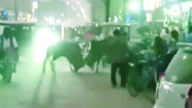 Photo of कौन लड़ रहा है जानवर या नेता