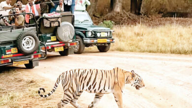 Photo of तीनों टाइगर रिजर्व में सफारी और पर्यटन सुविधाएं बढ़ाने की तैयारी