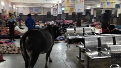 Photo of सांड का रेलवे प्लेटफॉर्म पर निरीक्षण, विश्वस्तरीय बनने की ओर सतना रेलवे स्टेशन में सांड का ‘निरीक्षण’