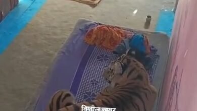 Photo of घर में ‘बाघ’ का विश्राम, दहशत में परिवार, बांधवगढ़ टाइगर रिजर्व क्षेत्र में घर में घुसा बाघ