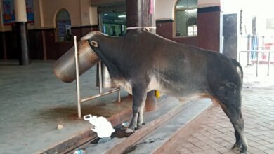 Photo of 200 करोड़ के विश्वस्तरीय स्टेशन का सांड ने किया निरीक्षण! 10 दिन में दूसरी बार सुरक्षा व्यवस्था का ‘मौका-मुआयना’