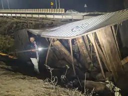 Photo of रामवन पथ गमन हाईवे पर भीषण हादसा: भैंसों से भरा कंटेनर और ट्रक भिड़े, कई जानवरों की मौत