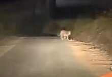 Photo of धारकुंडी मार्ग पर बाघ की दस्तक, वीडियो वायरल होते ही वन विभाग अलर्ट