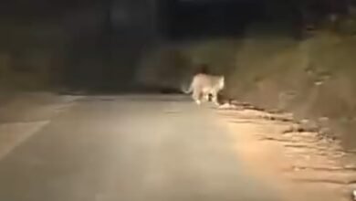 Photo of धारकुंडी मार्ग पर बाघ की दस्तक, वीडियो वायरल होते ही वन विभाग अलर्ट