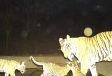 Photo of 410 ट्रैप कैमरों से होगी बाघों की निगरानी, 23 फरवरी से गणना शुरू होगी