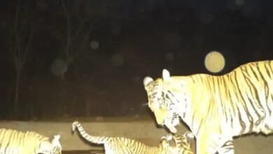 Photo of 410 ट्रैप कैमरों से होगी बाघों की निगरानी, 23 फरवरी से गणना शुरू होगी