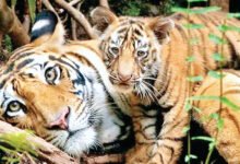 Photo of टाइगर स्टेट में बाघों की मौत का आंकड़ा सबसे ज्यादा