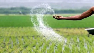 Photo of ई-विकास 2.0 आज से लागू, प्रति हेक्टेयर के हिसाब से तय होगी पात्रता