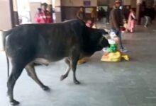 Photo of सांड का स्वच्छंद संसार, सतना रेलवे स्टेशन पर सोया सुरक्षा का सरदार!