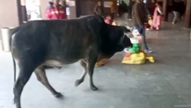 Photo of सांड का स्वच्छंद संसार, सतना रेलवे स्टेशन पर सोया सुरक्षा का सरदार!