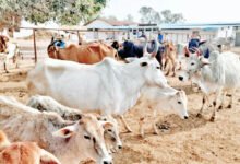 Photo of 42 गौशालाओं का वादा अब तक 14 ही तैयार