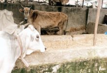 Photo of गौशालाओं में गौवंश कम, भूसा खरीदी का हिसाब लाखों में