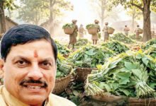 Photo of तेंदूपत्ता संग्राहकों के खातों में पहुंचेगा 36.17 करोड़ का बोनस